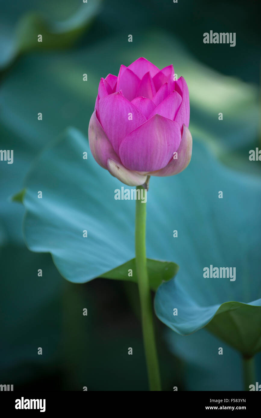 Una gemma di loto in estate Foto Stock