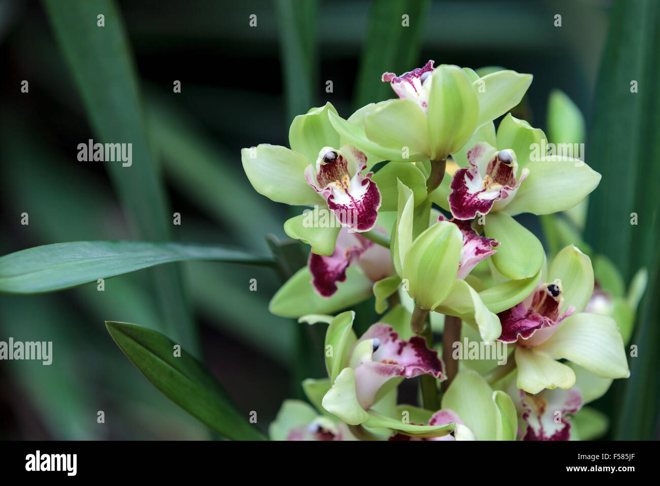 Verde Tropical Cymbidium orchid con una lingua rossa fiorisce in autunno in Hawaii Foto Stock