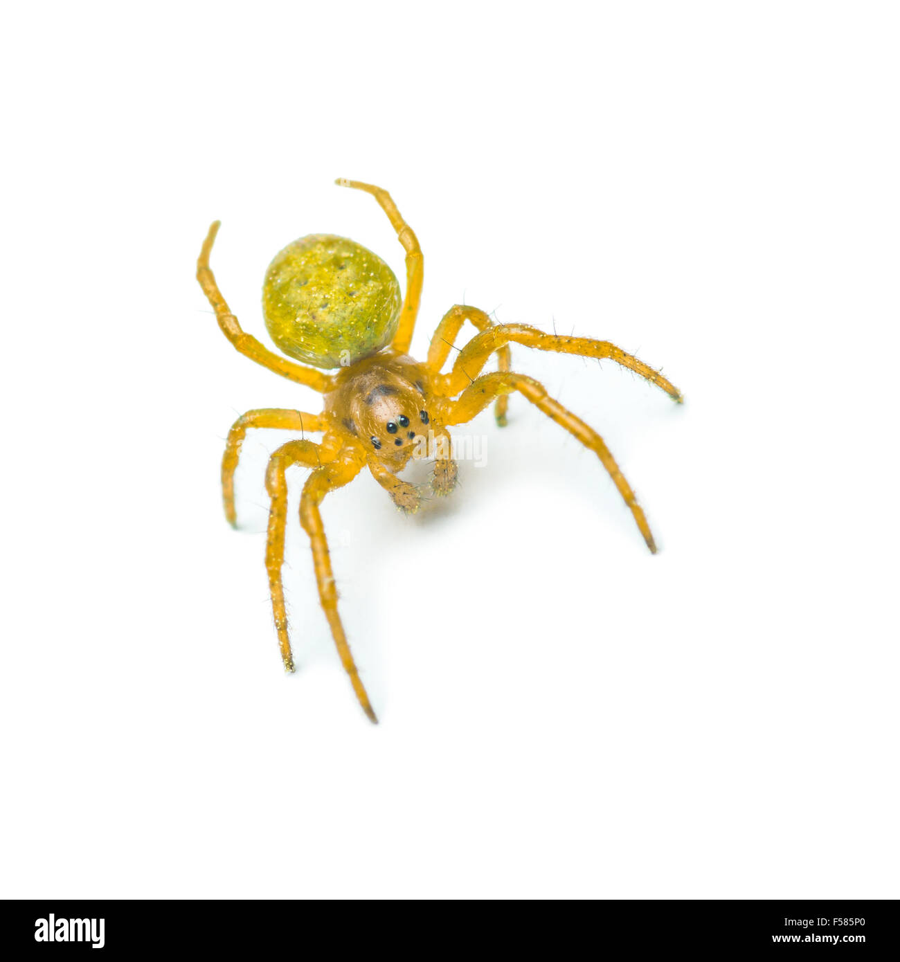 Gattona giallo spider isolato su bianco Foto Stock