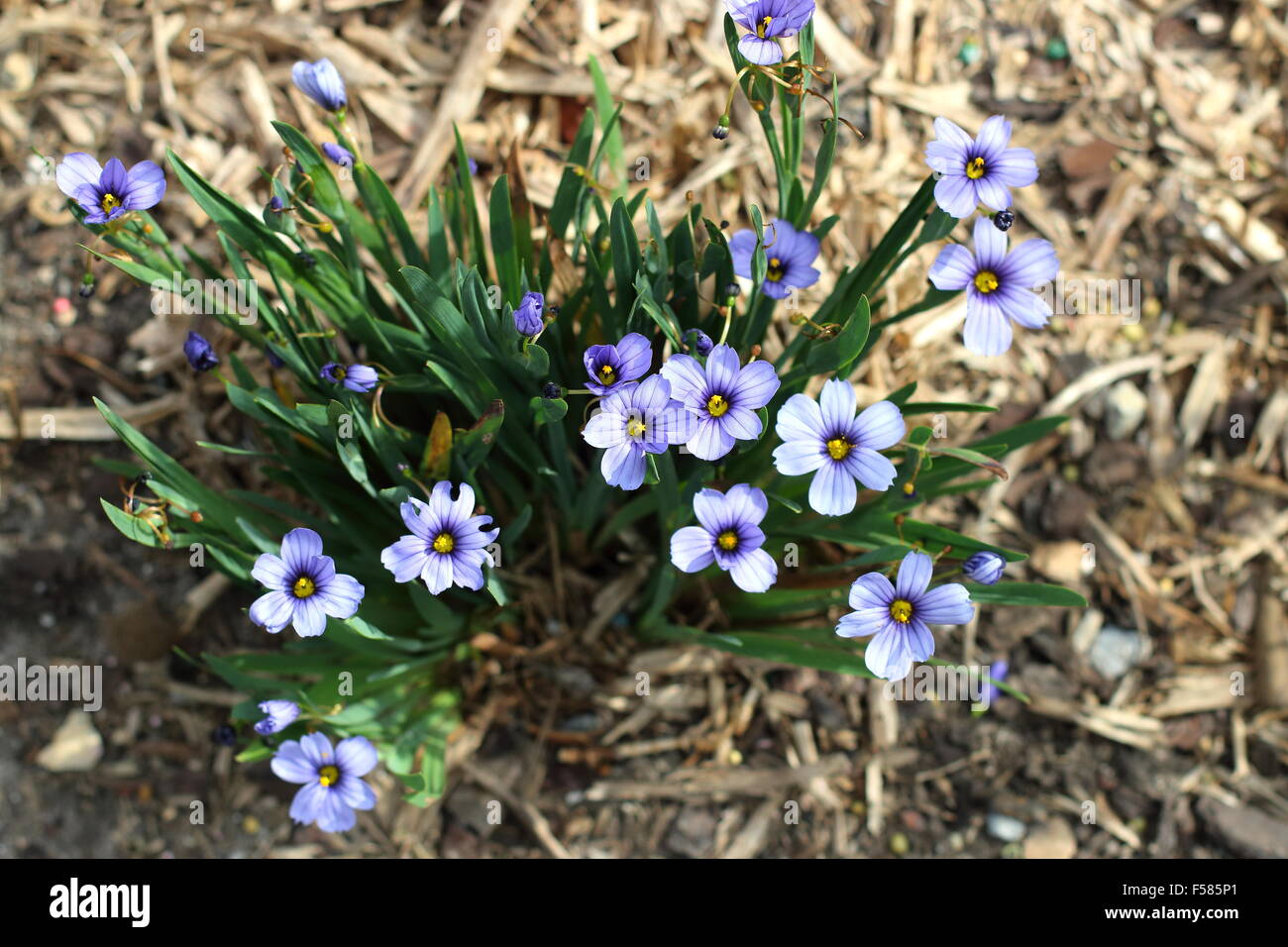 Sisyrinchium bellum o noto anche come erba Blue-Eyed piantati sul terreno Foto Stock