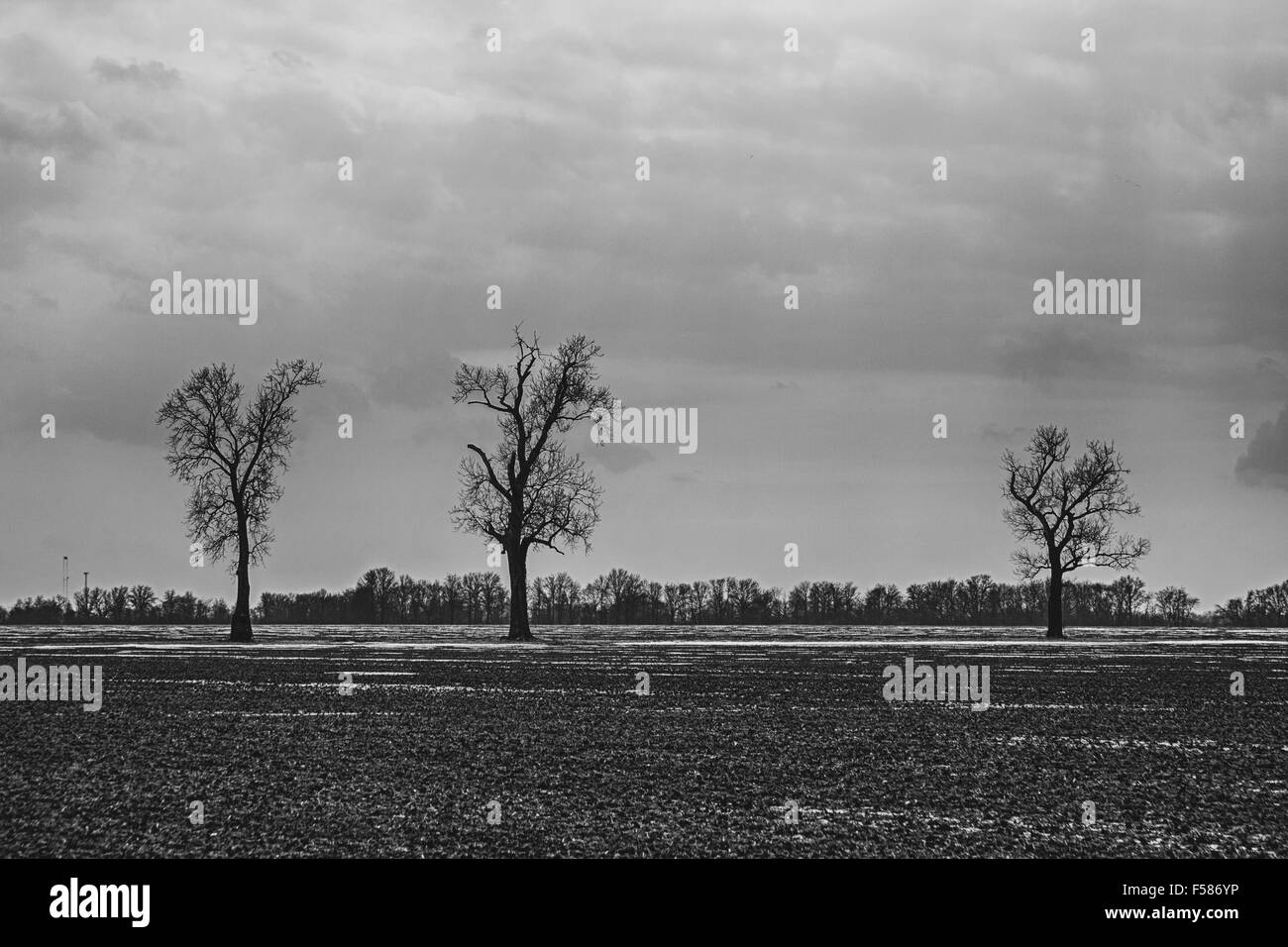 Tre alberi morti midwest paesaggio invernale Foto Stock