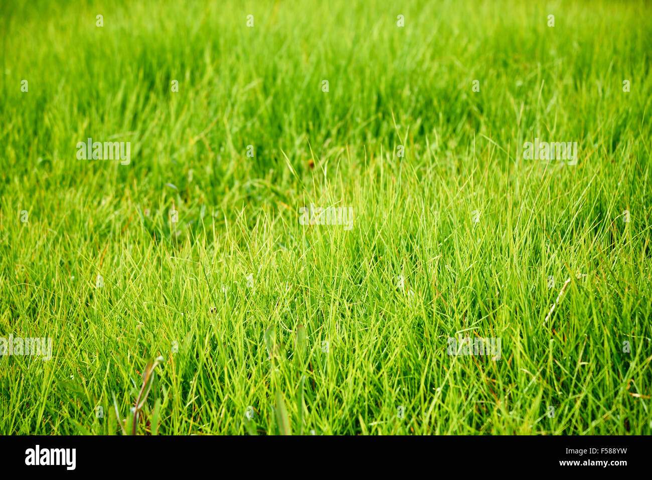 Vista dettagliata del prato verde in una giornata di sole Foto Stock