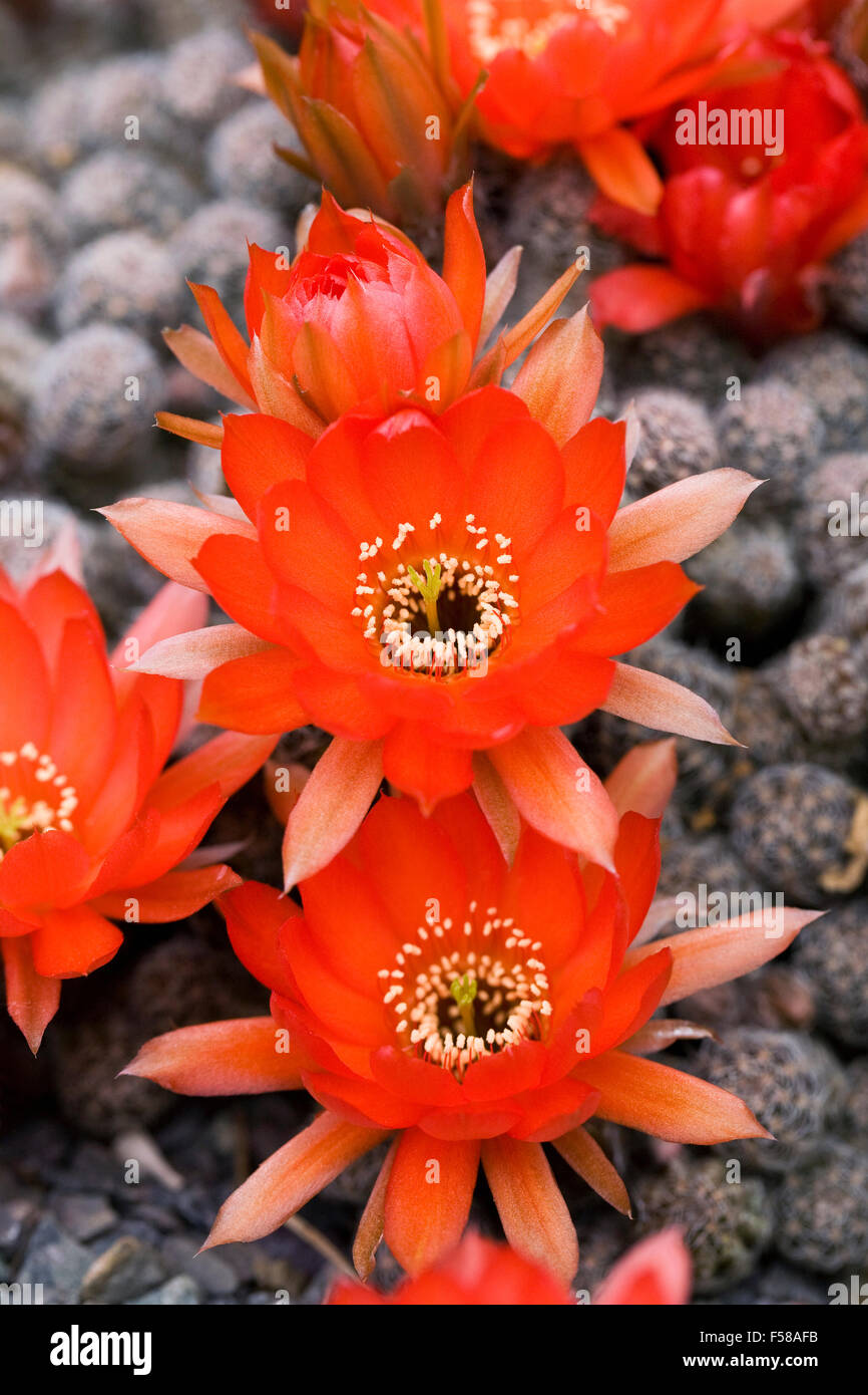 Echinopsis 'Susan Dace' fiori crescono in un rockery. Foto Stock