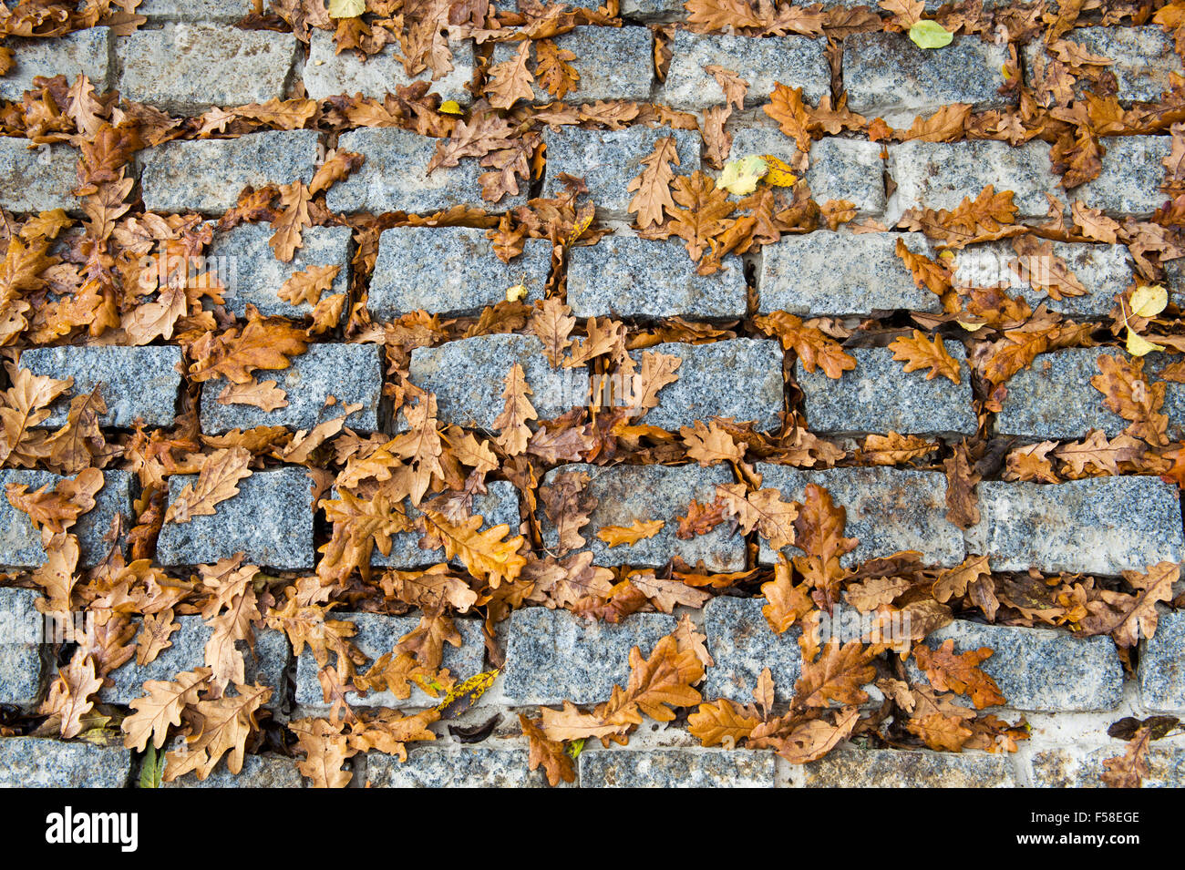 Quercus robur. Caduta di foglie di quercia in autunno su un blocco di pietra road Foto Stock