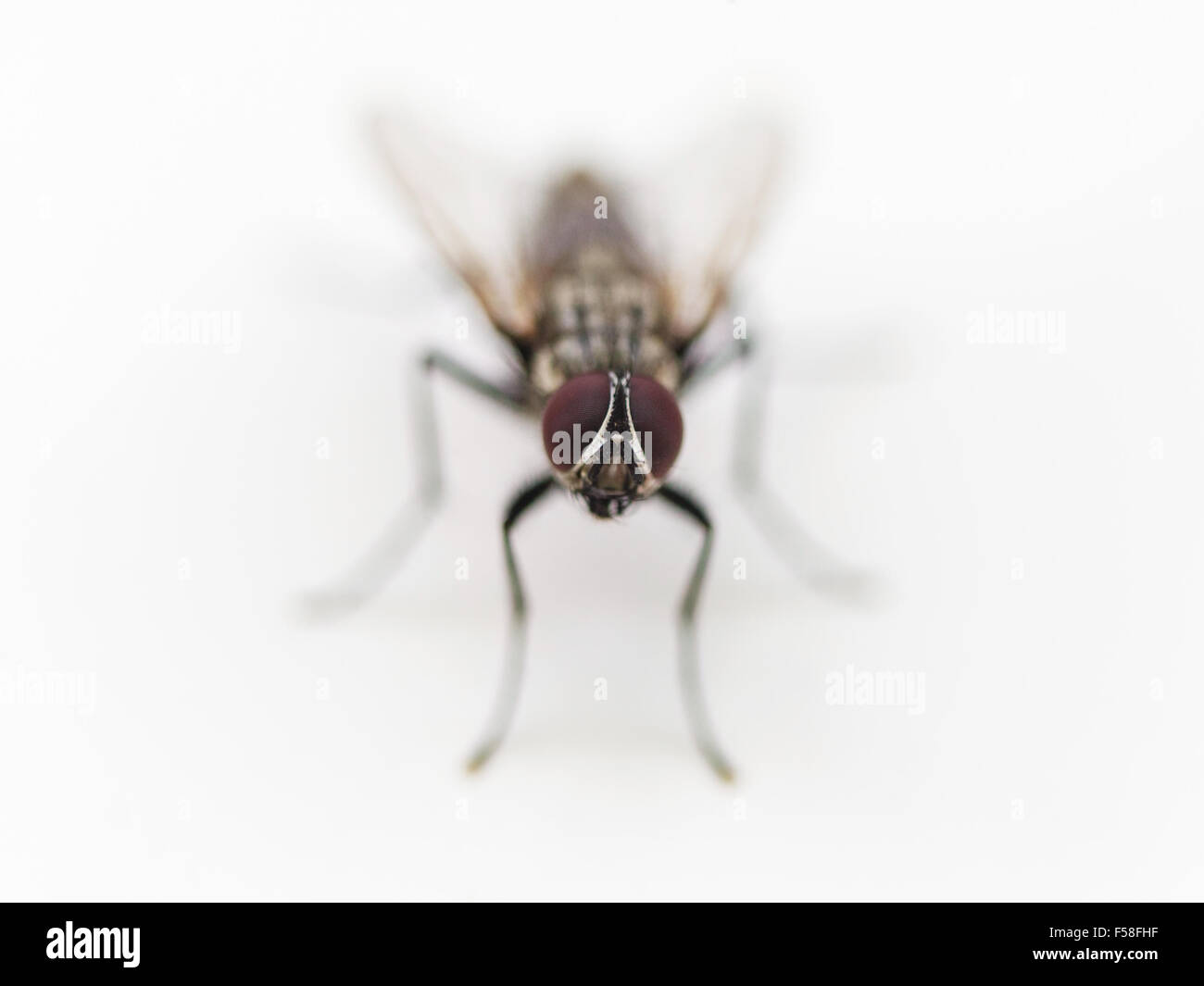 Housefly comune close up su sfondo bianco Foto Stock