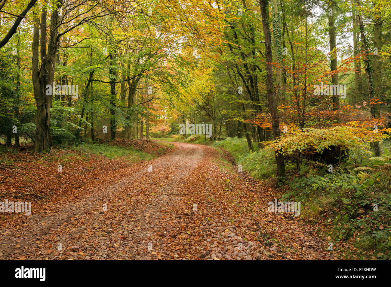 Strada di ghiaia avvolgimento attraverso una foresta autunnale in Galles. Foto Stock