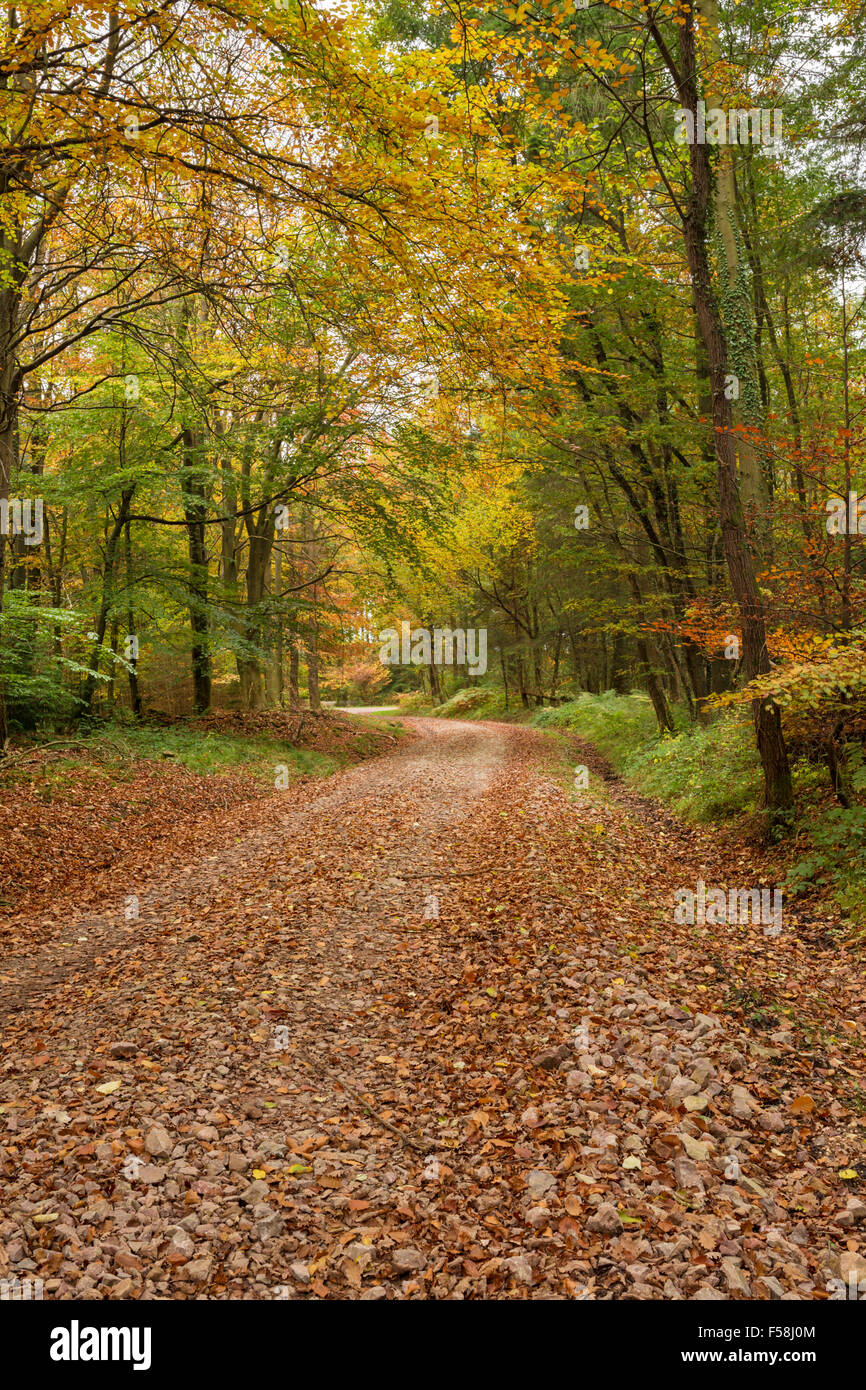 Strada di ghiaia avvolgimento attraverso una foresta autunnale in Galles. Foto Stock