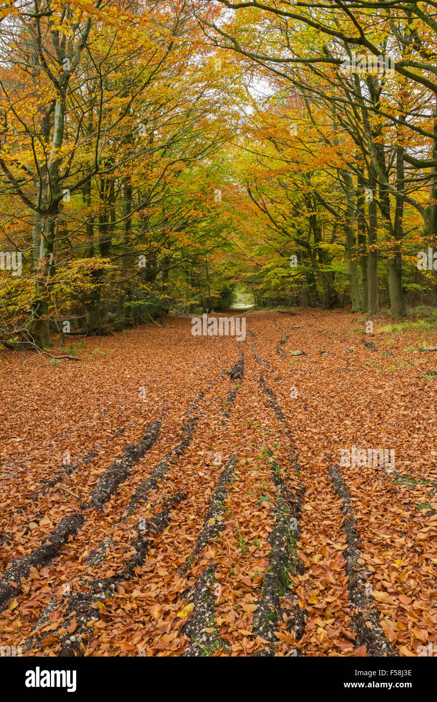 Strada di ghiaia avvolgimento attraverso una foresta autunnale in Galles. Foto Stock