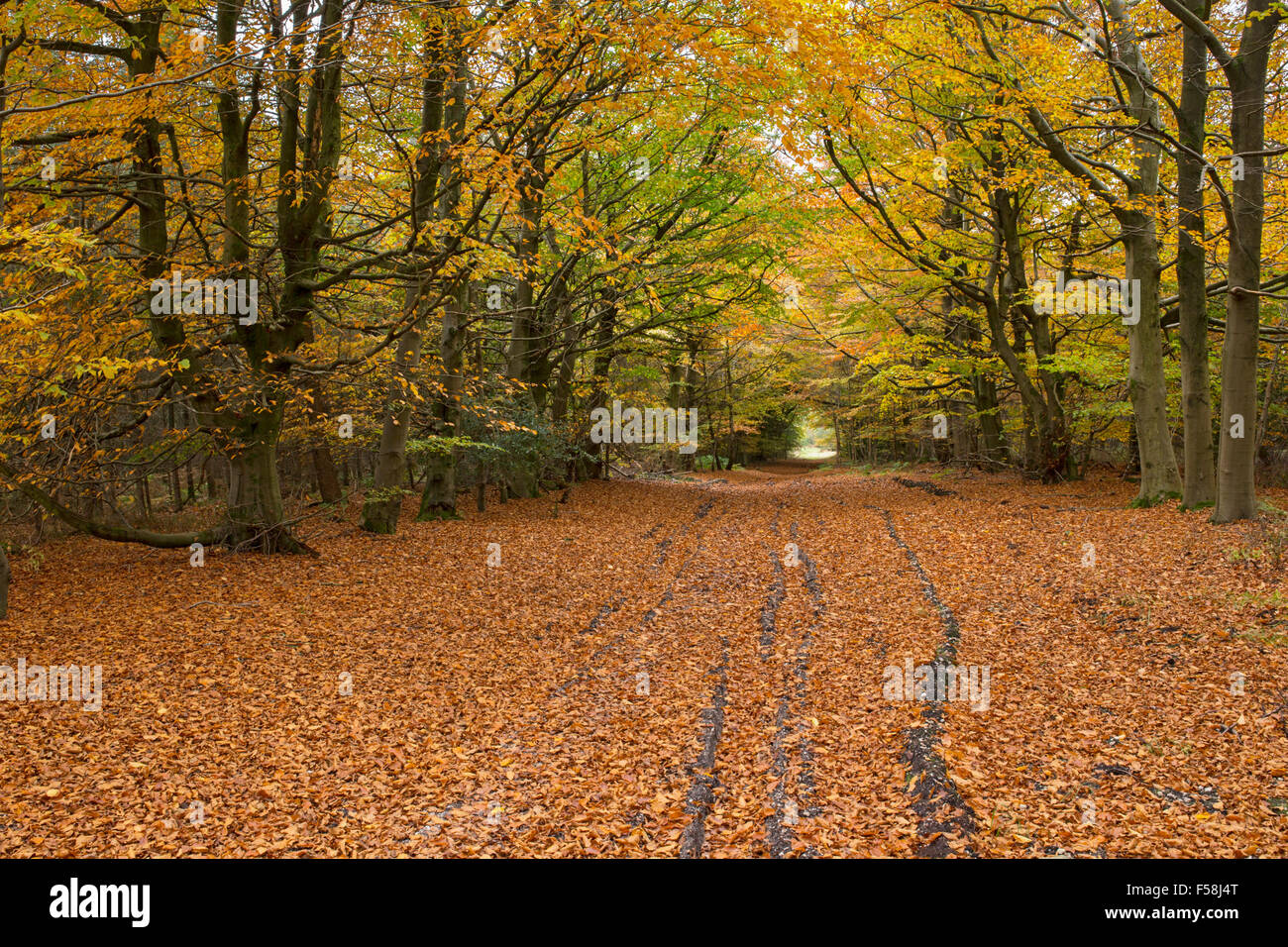 Strada di ghiaia avvolgimento attraverso una foresta autunnale in Galles. Foto Stock