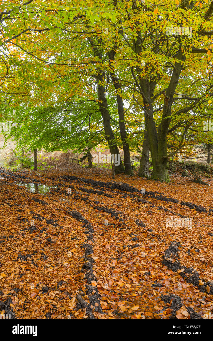 Faggi che mostra colore di autunno, Wales, Regno Unito. Foto Stock