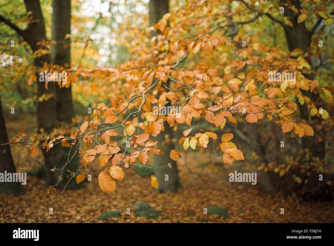 Foglie di autunno. Foto Stock
