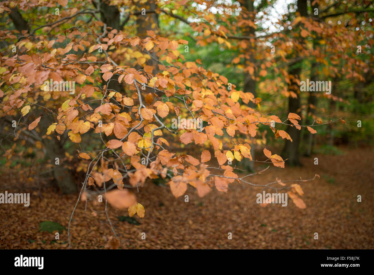 Foglie di autunno. Foto Stock