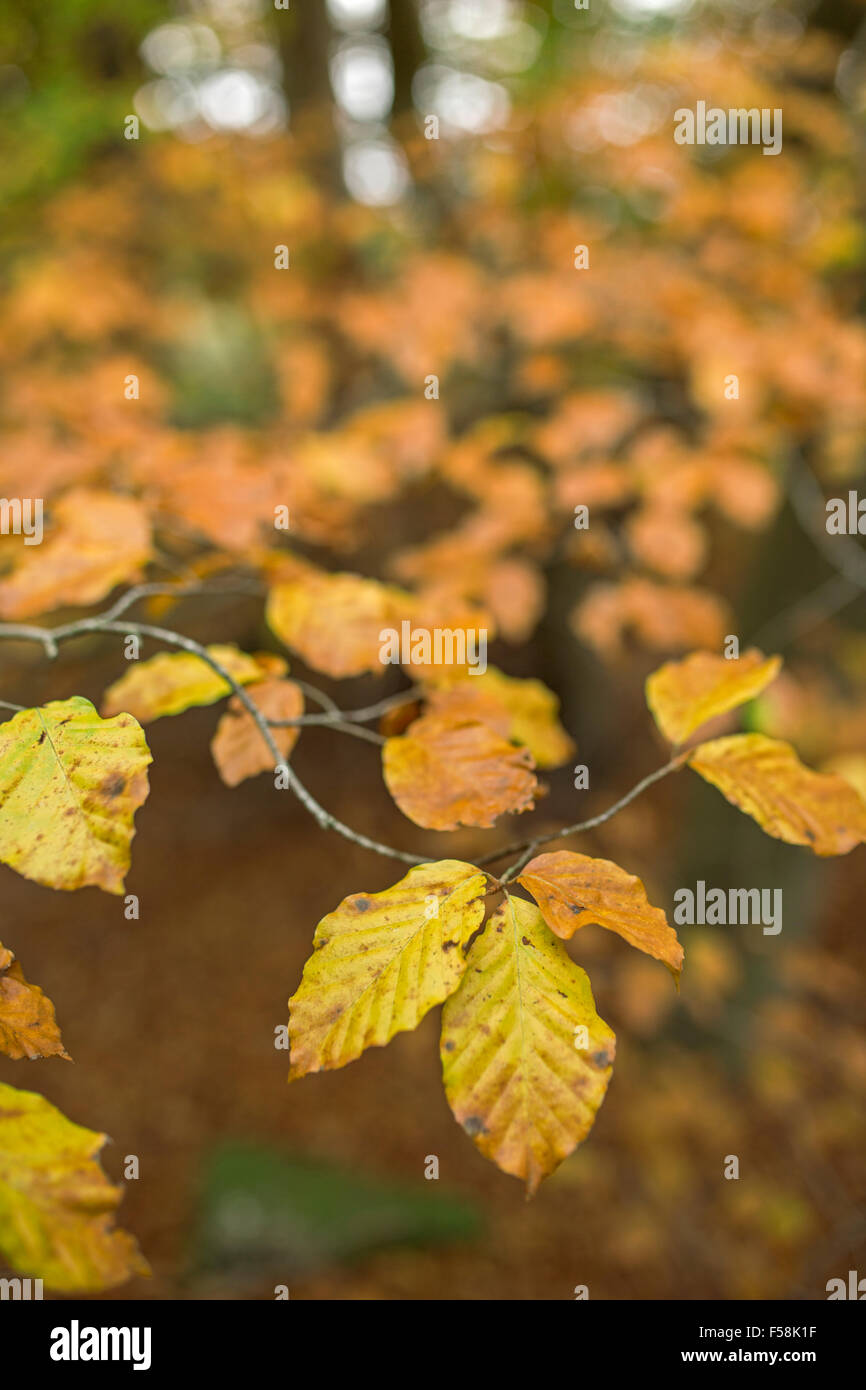 Foglie di autunno. Foto Stock