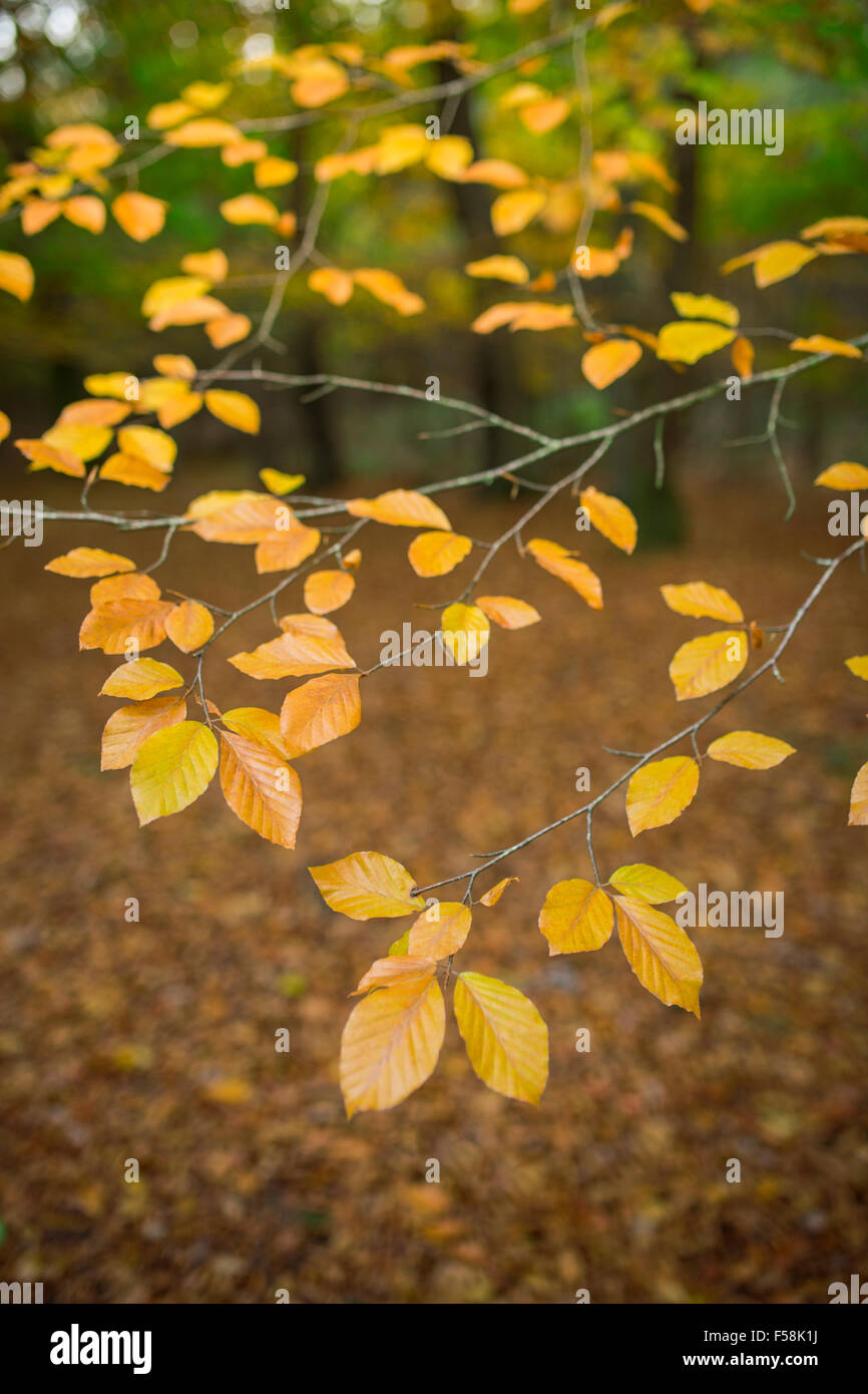 Foglie di autunno. Foto Stock