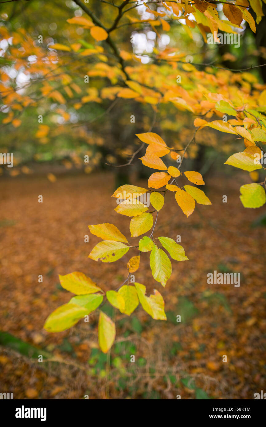 Foglie di autunno. Foto Stock