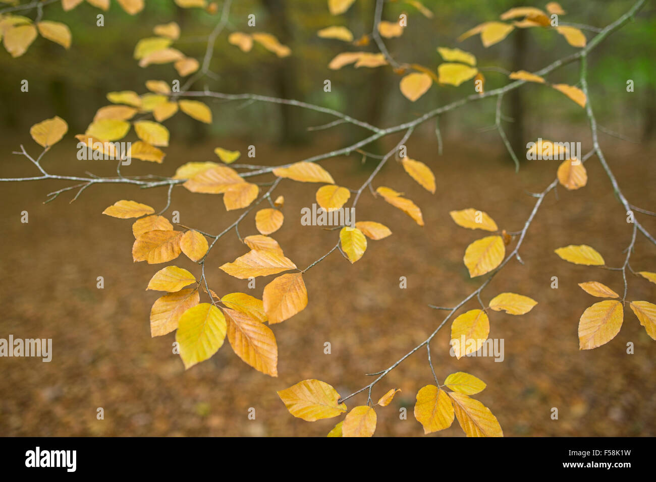 Foglie di autunno. Foto Stock