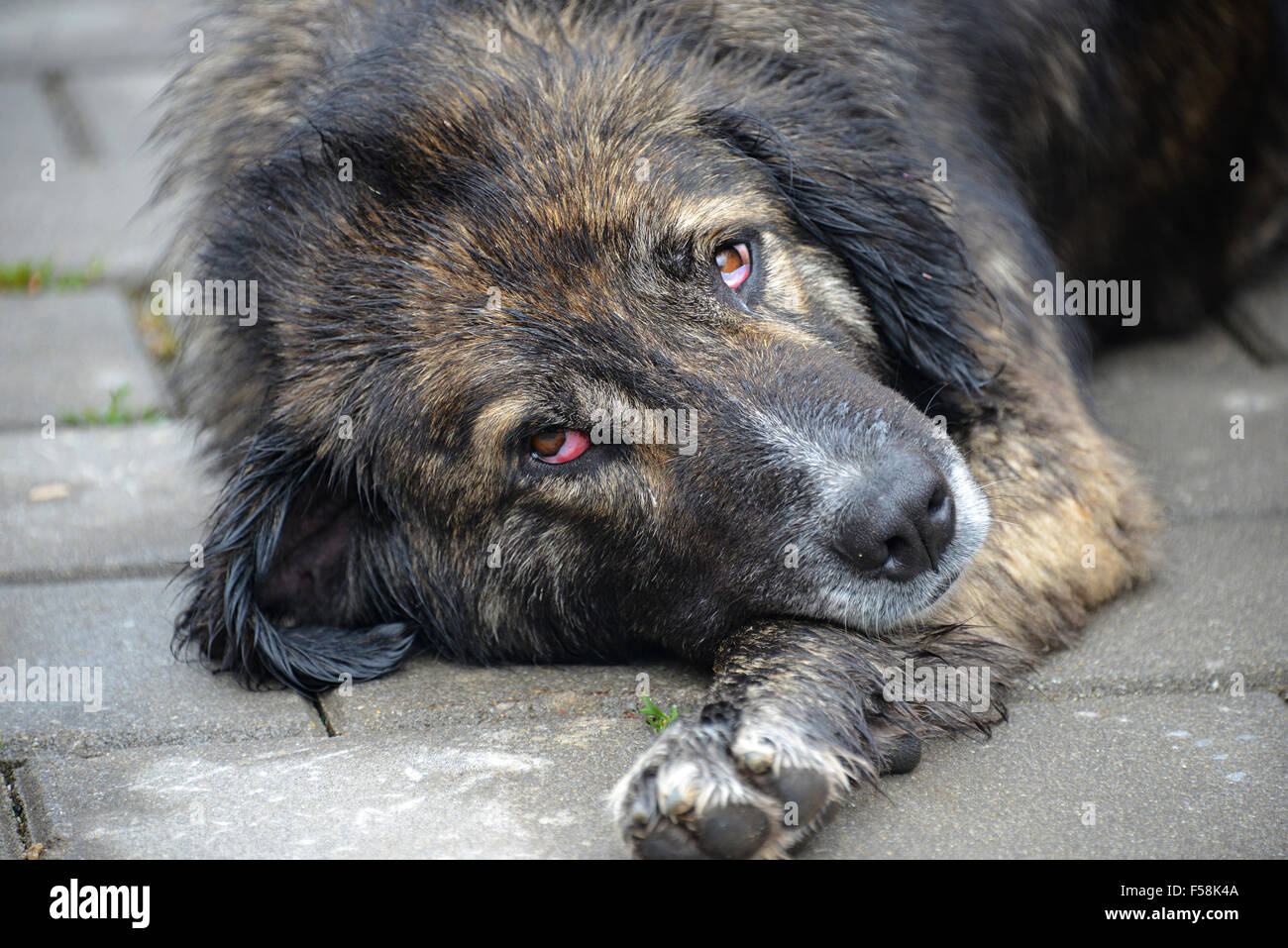 Primo piano della triste Cane randagio la posa su un marciapiede Foto Stock