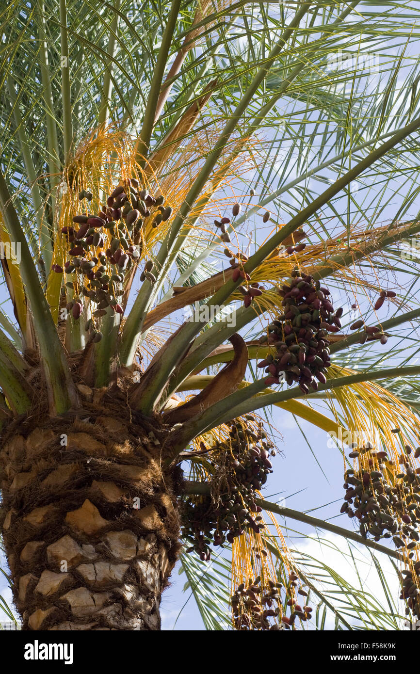 Arecaceae Palmae Palmaceae Palm Tree Foto Stock