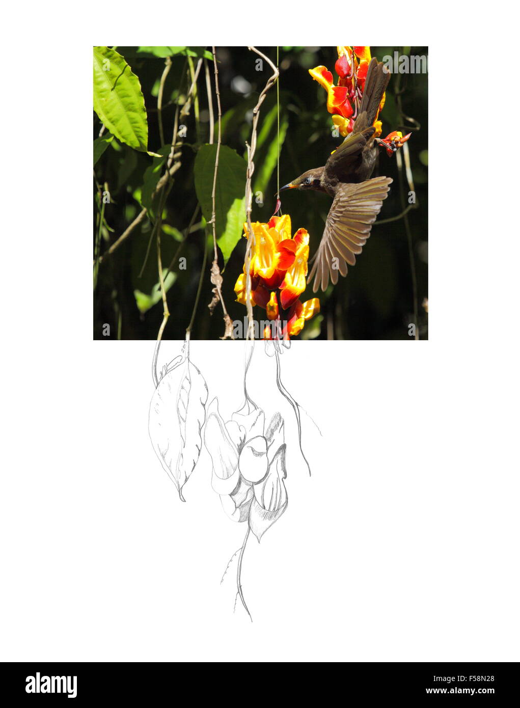 Questo è solo uno dei 27 contesto creativo immagini che abbiamo creato; foto di Andrea McInnes, schizzo da Ken Skinner. Foto Stock