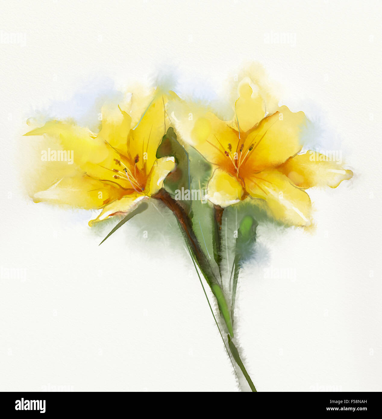 La pittura ad acquerello gigli gialli flower . Dipinto a mano in prossimità dei gigli di petali floreali in colori delicati e sfocata stile su whi Foto Stock