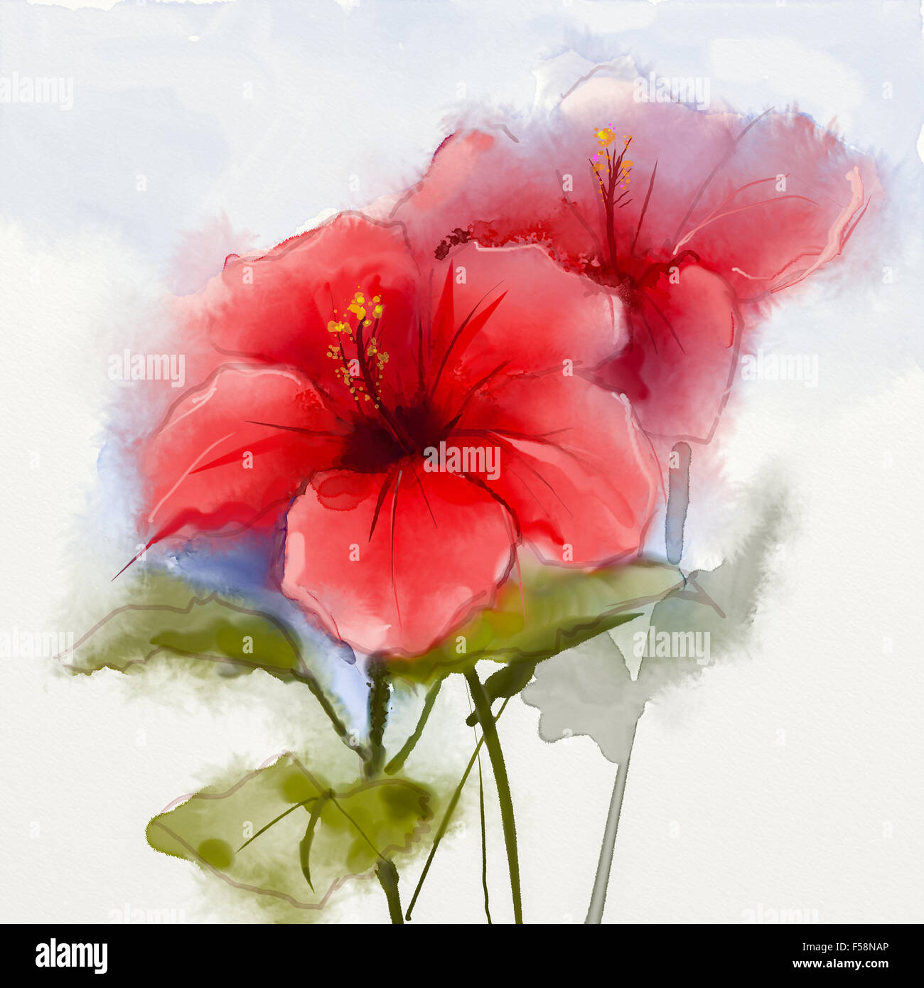 La pittura ad acquerello red hibiscus flower . Dipinto a mano Close up di ibisco Petali floreali in colori delicati e sfocata stile su wh Foto Stock