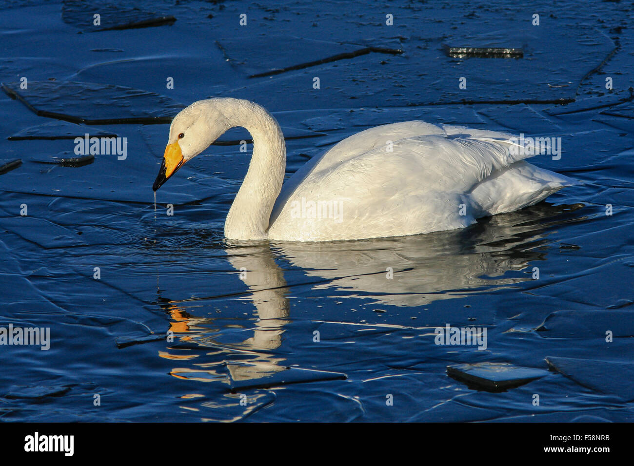 Whooper gironzolano sul parzialmente congelati Loch Foto Stock