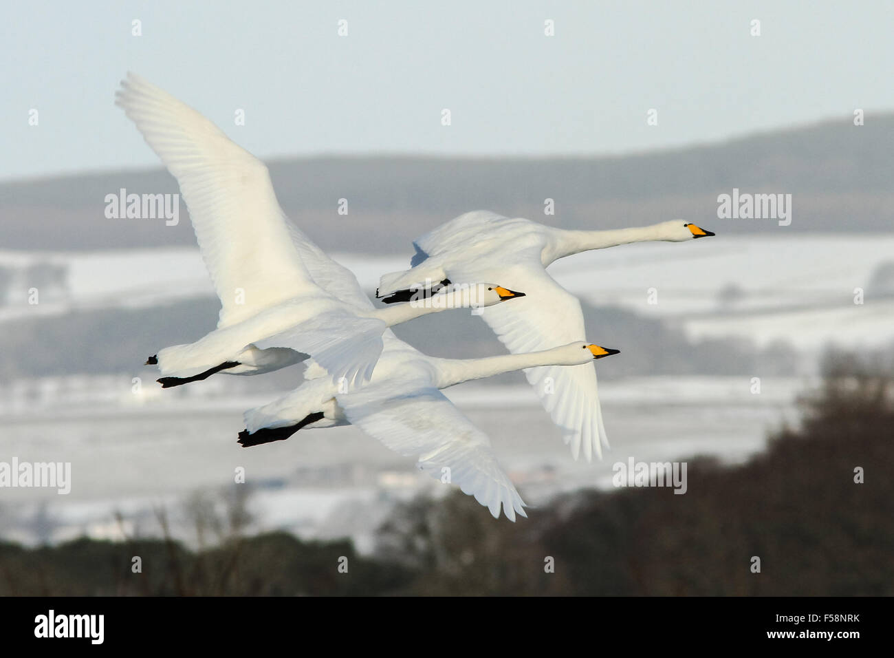 Whooper tre cigni in volo durante la loro migrazione dall'Islanda alla Scozia contro una neve sfondo placcati Foto Stock