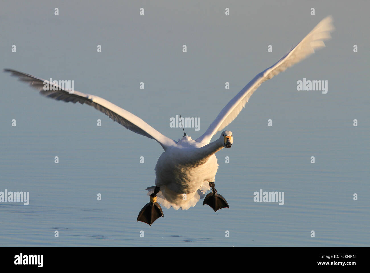 Whooper Swan con dispositivo di tracking GPS Foto Stock