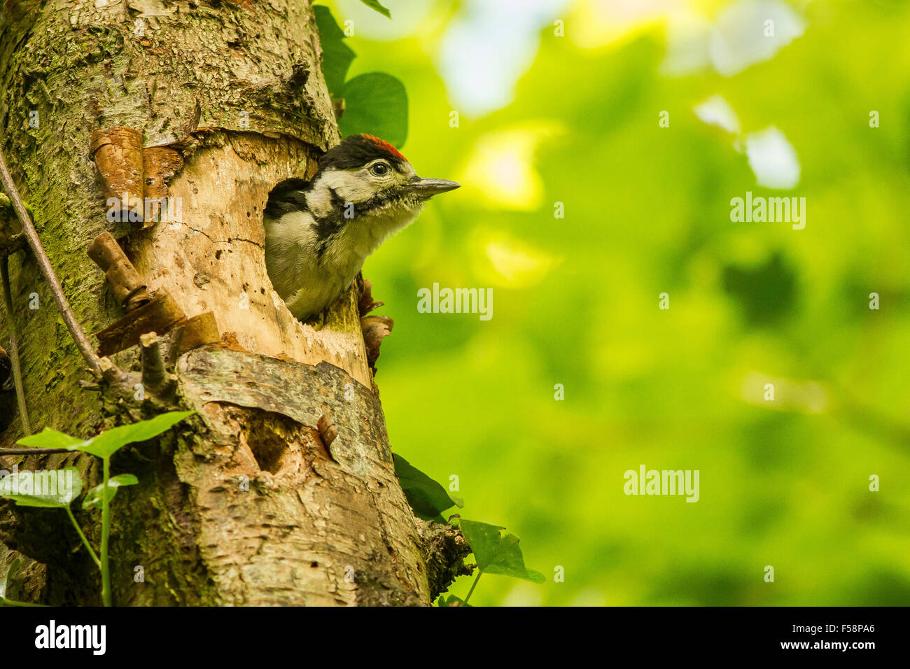 Picchio giovani Foto Stock