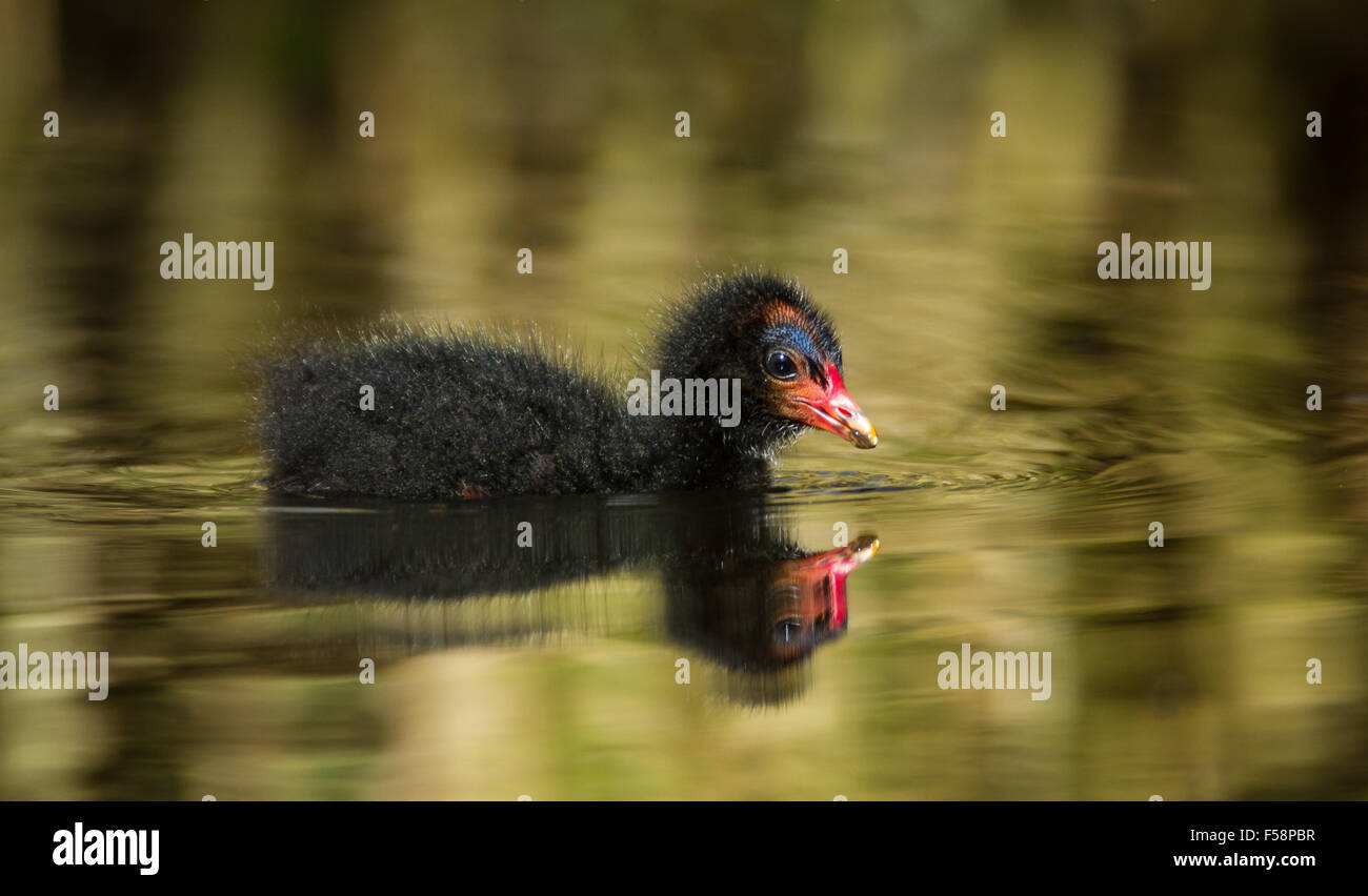 Pulcino di gallinella d'acqua Foto Stock