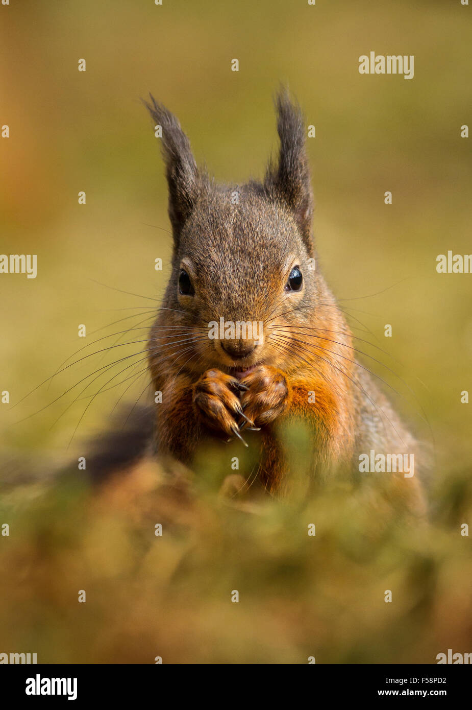 Livello di massa colpo di una seduta scoiattolo rosso con orecchie tufted in autunno in Scozia Foto Stock