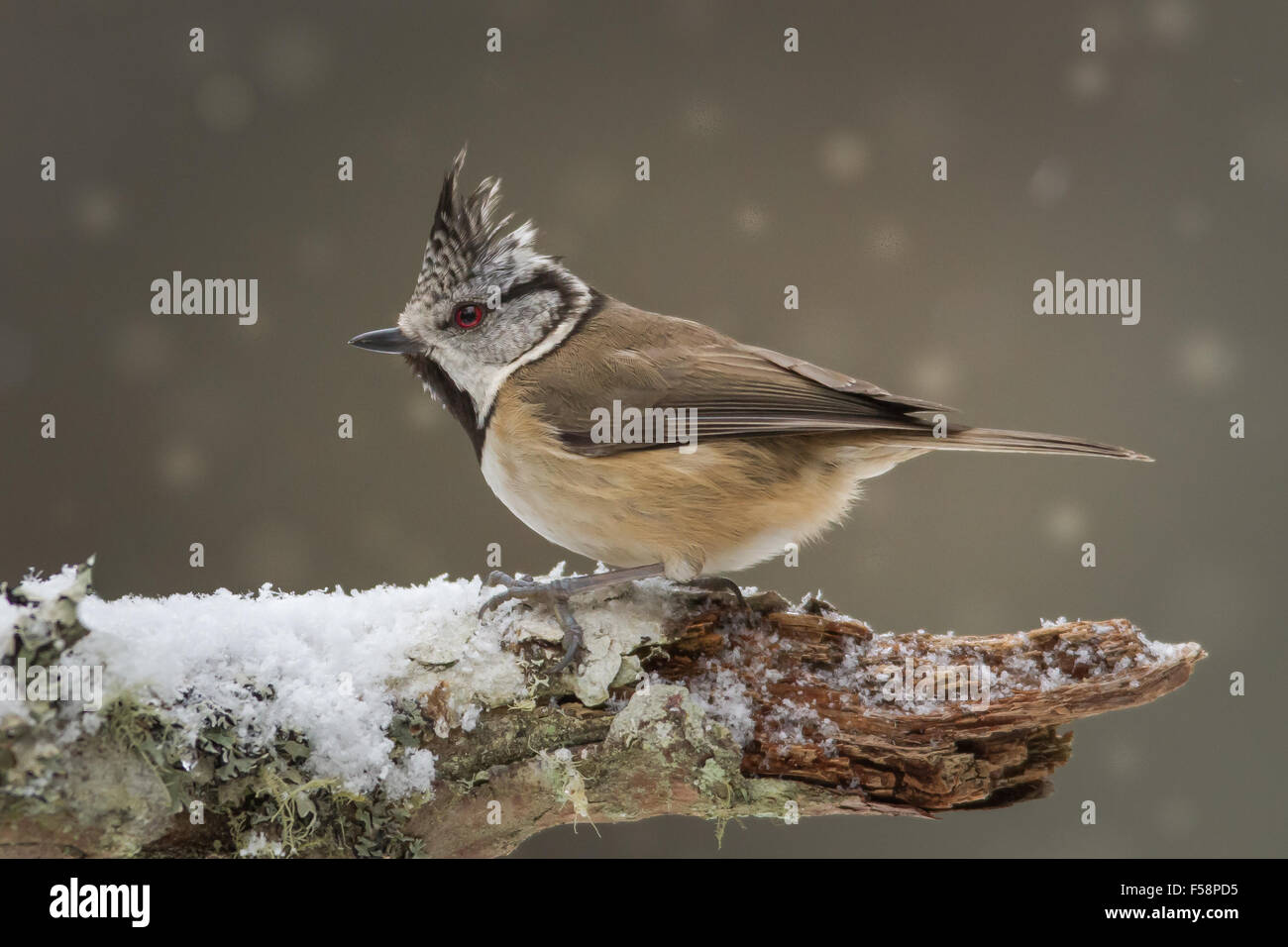 Cincia dal ciuffo sulla coperta di neve il ramo Foto Stock
