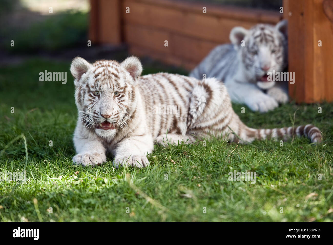 Bianco giovane le tigri del Bengala in cattività Foto Stock