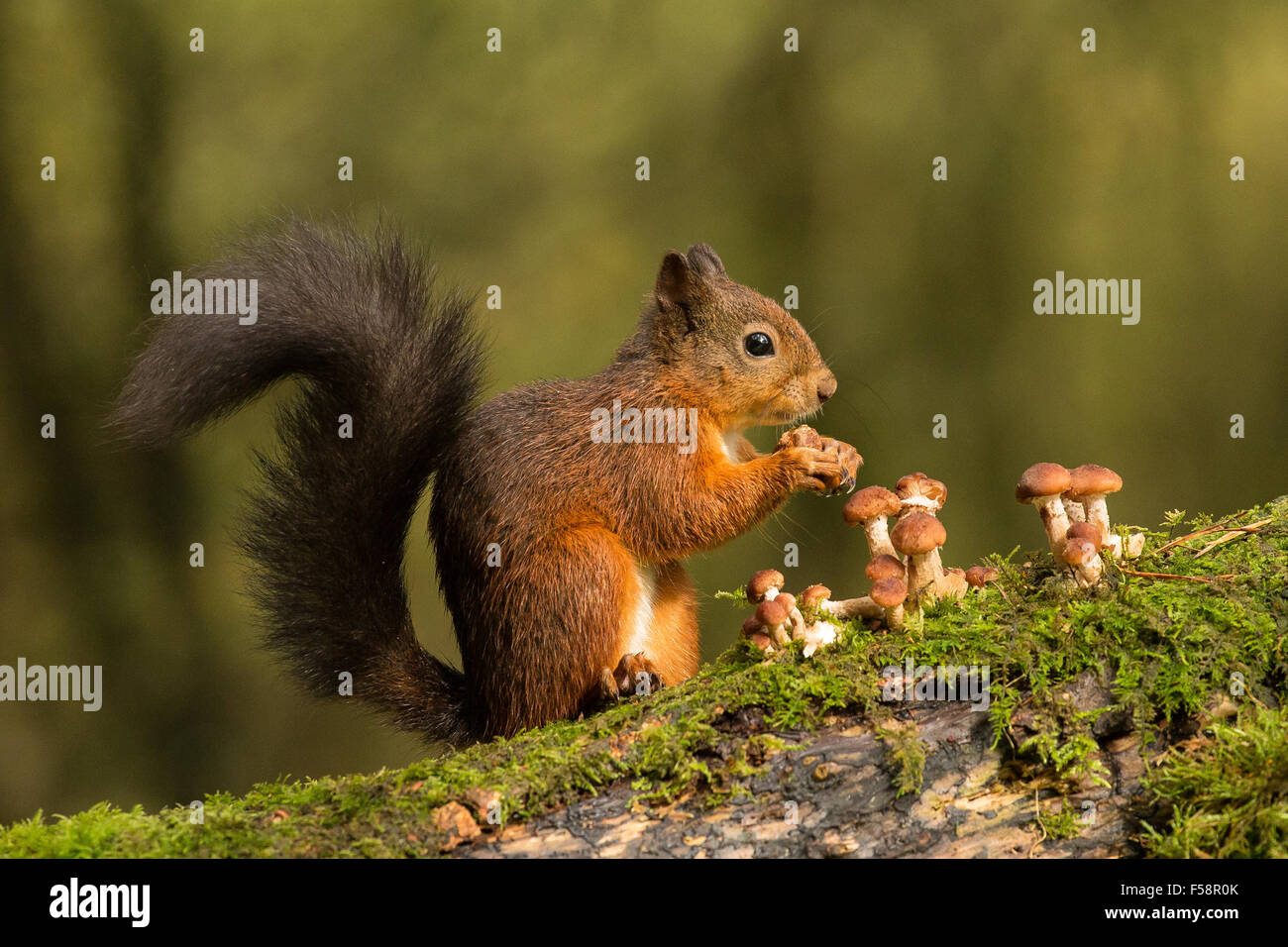 Scoiattolo rosso e Toadstools Foto Stock