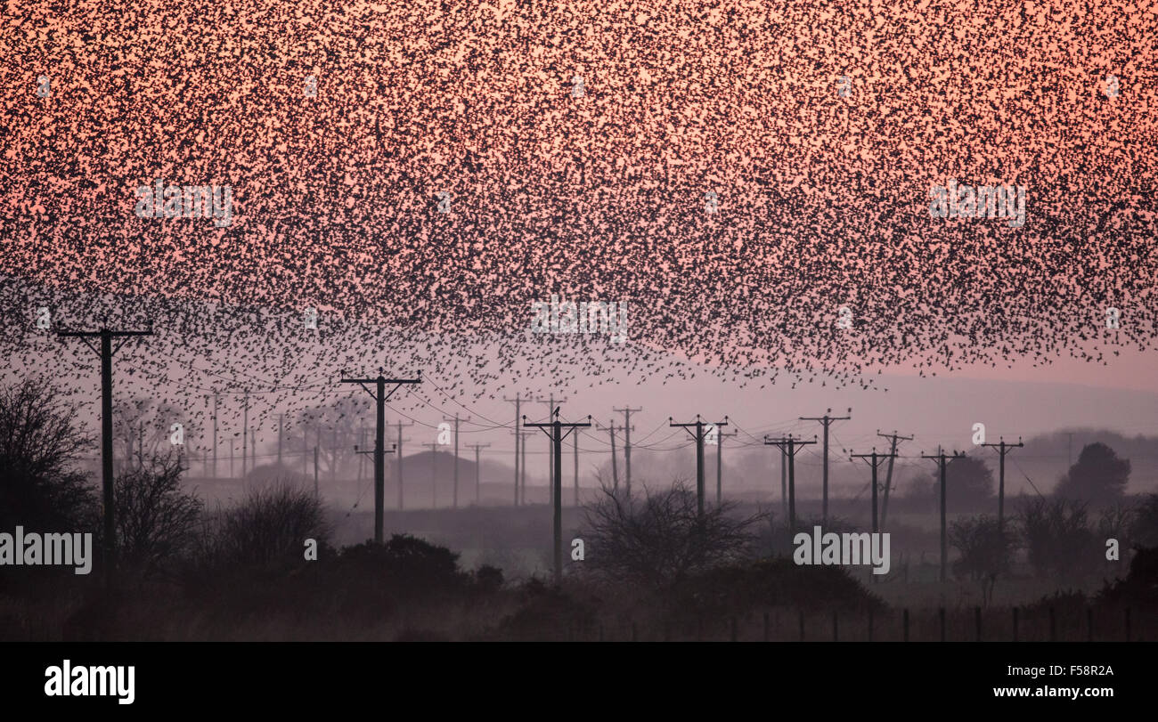 Per gli storni al tramonto Foto Stock