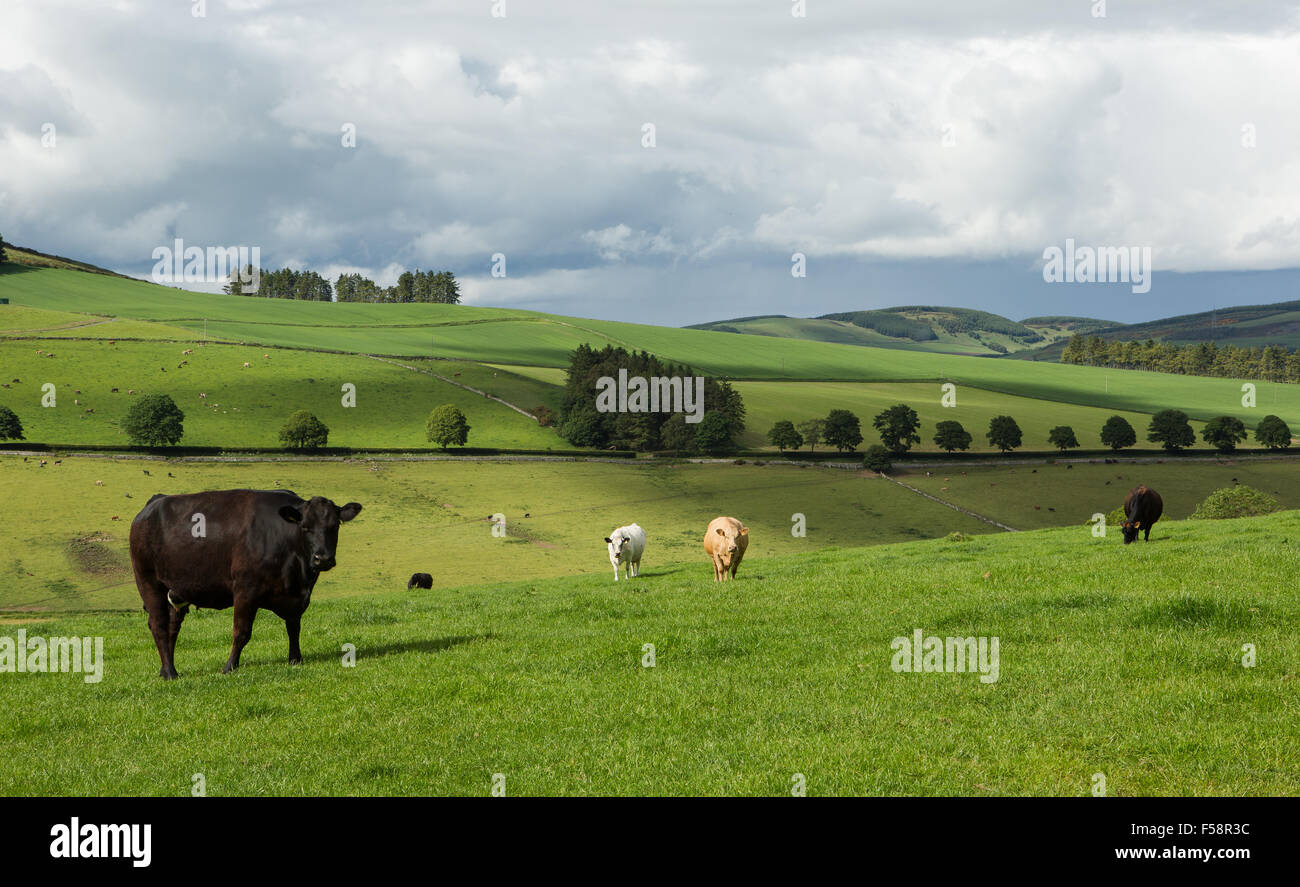 Bovini su terreni agricoli di laminazione Foto Stock