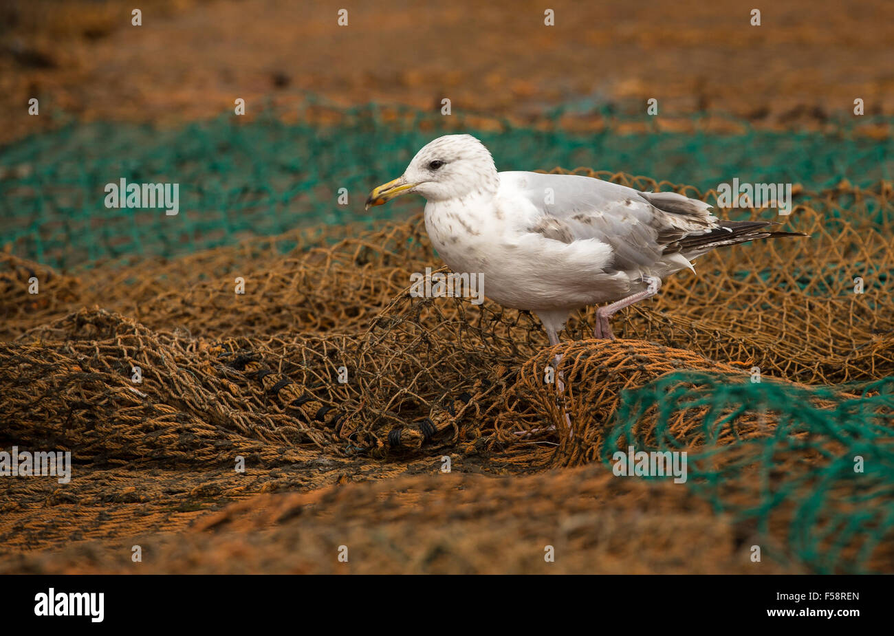 Un gabbiano aringhe camminando con cautela su reti da pesca in cerca di scarti di cibo. Foto Stock