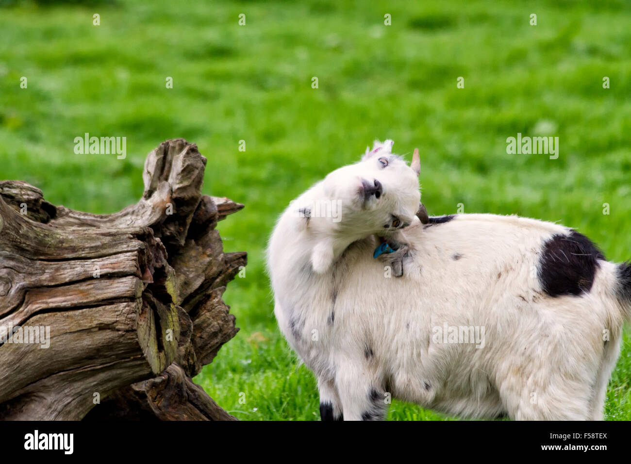 Capra dal tronco di un albero in un campo Foto Stock