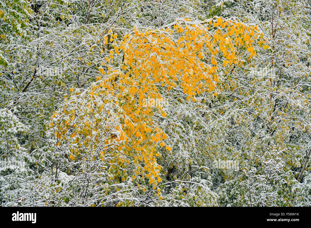 Di conifere e alberi di Aspen con neve bagnata nei primi giorni di settembre, Highway 29 a Hudson's speranza BC, British Columbia, Canada Foto Stock