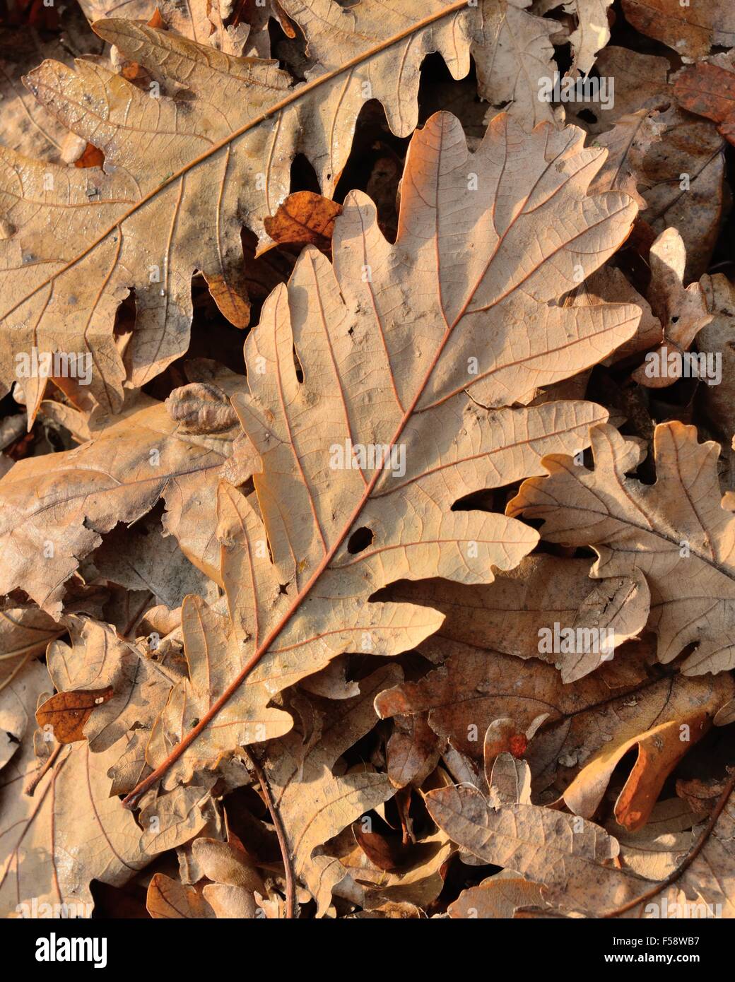 Marrone e secca di foglie di quercia sul terreno durante l'autunno in Scozia, Regno Unito, BHZ Foto Stock