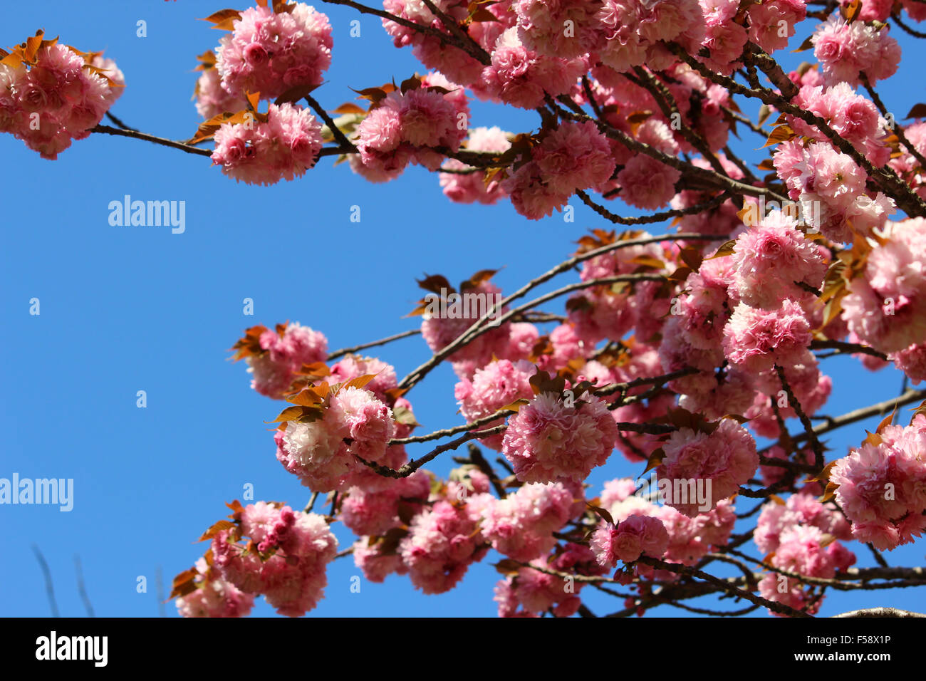 Primavera A Roma Bellissimo Albero In Fiore Fiori Rosa Foto Stock Alamy