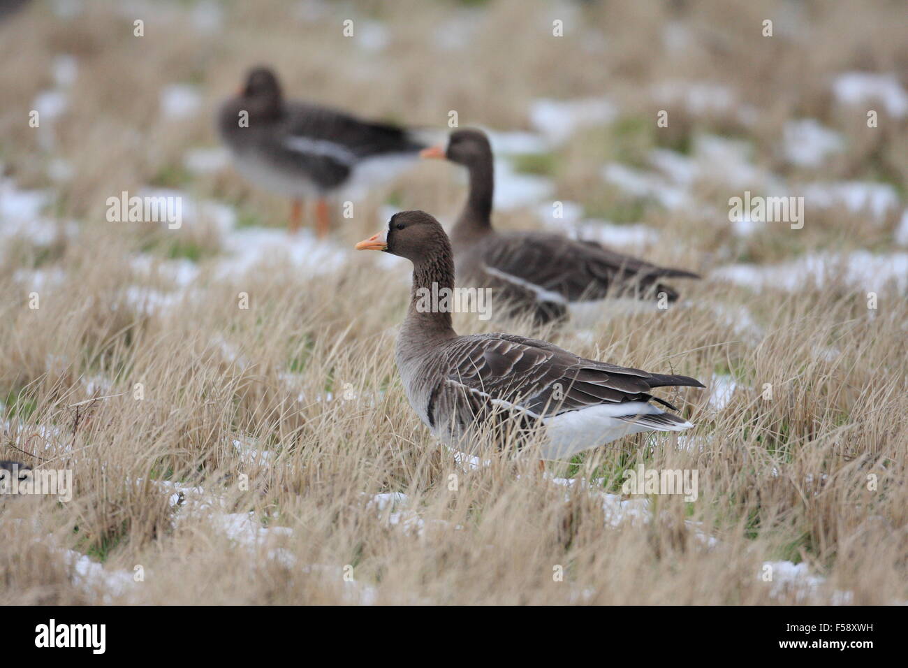 Maggiore bianco-fronteggiata goose (Anser albifrons) in Giappone Foto Stock