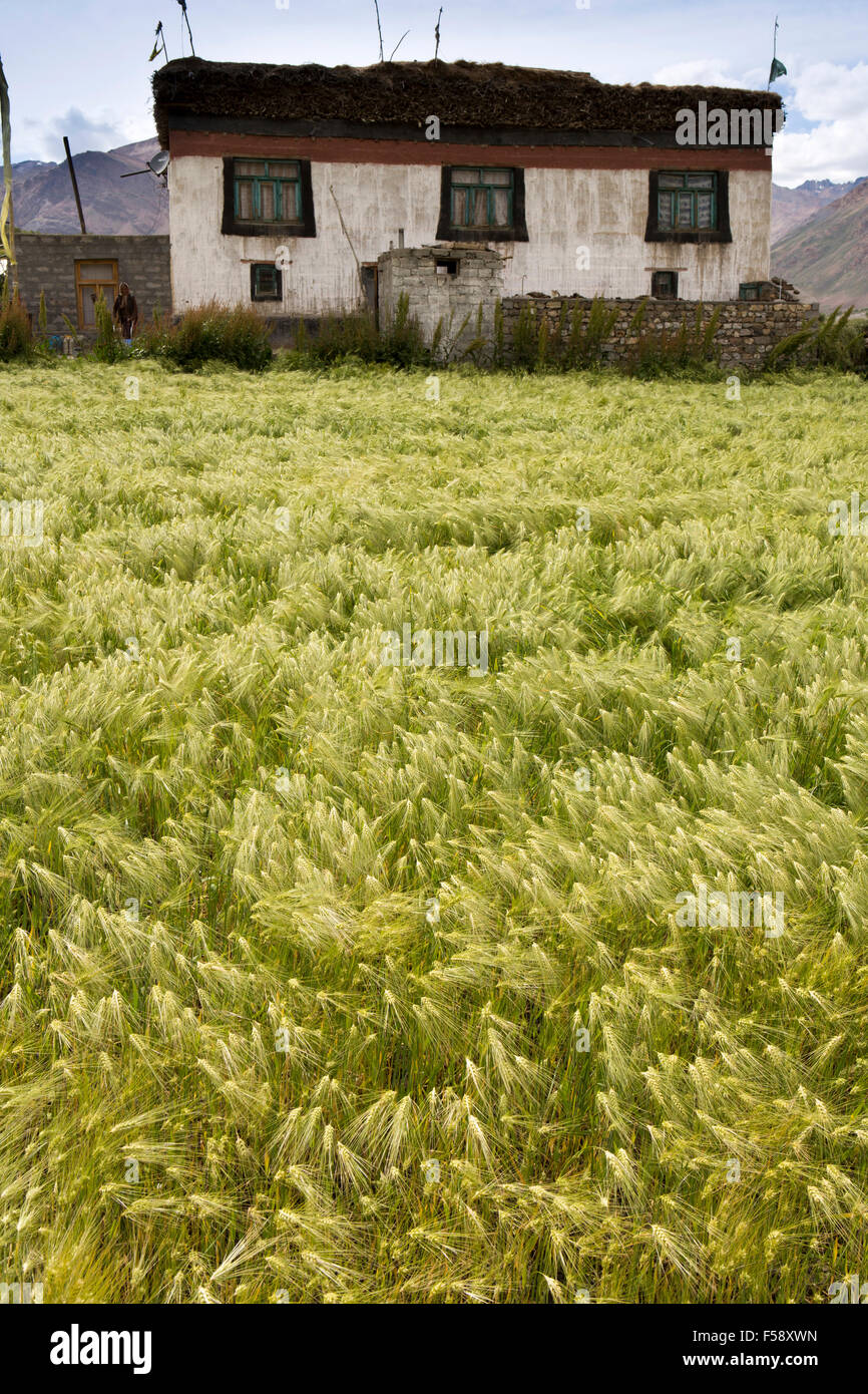 India, Himachal Pradesh, Spiti Valley, Losar village, campo di orzo e tradizionale casa di campagna Foto Stock