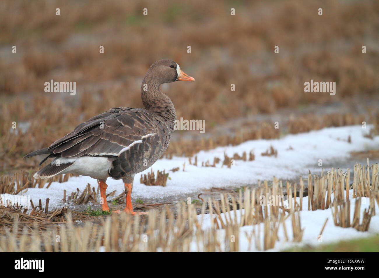 Maggiore bianco-fronteggiata goose (Anser albifrons) in Giappone Foto Stock