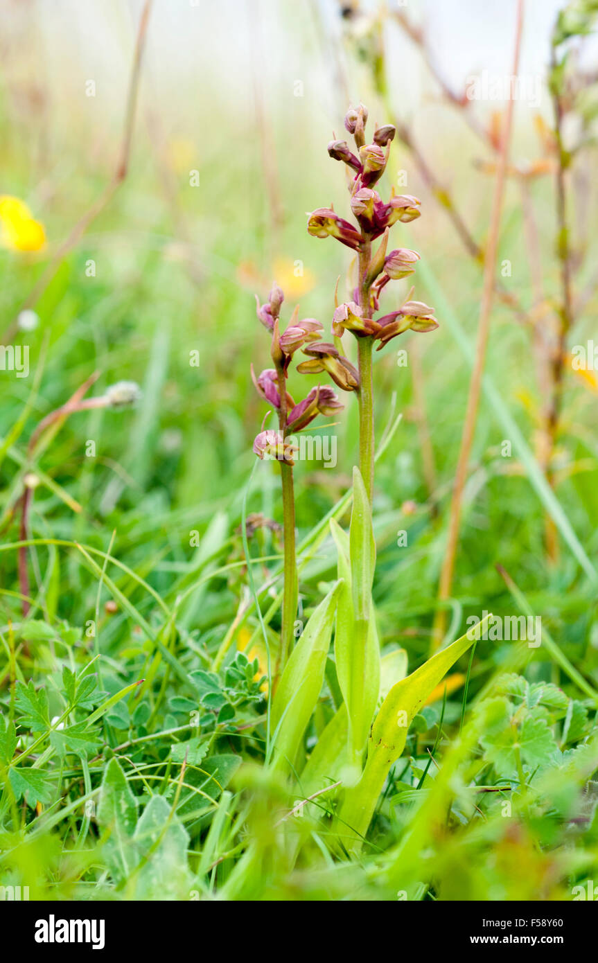 Coeloglossum viride Frog Orchid Foto Stock