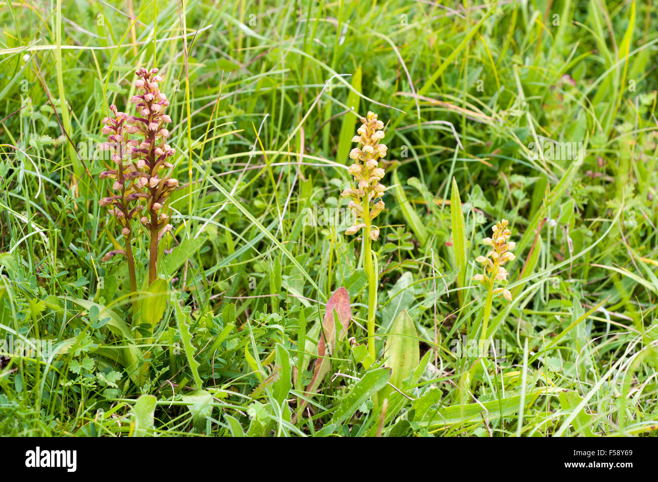 Coeloglossum viride Frog Orchid Foto Stock