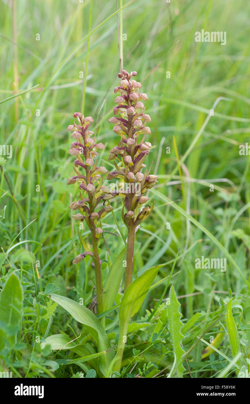 Coeloglossum viride Frog Orchid Foto Stock