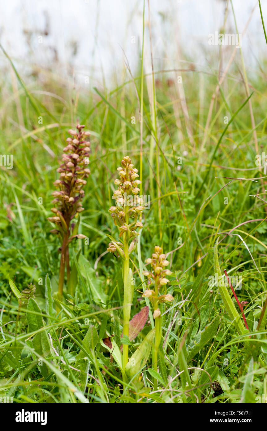 Coeloglossum viride Frog Orchid Foto Stock