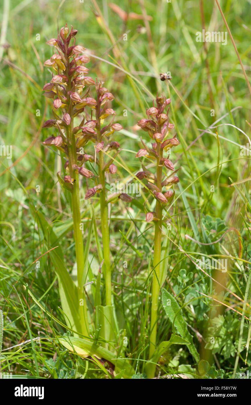 Coeloglossum viride Frog Orchid Foto Stock