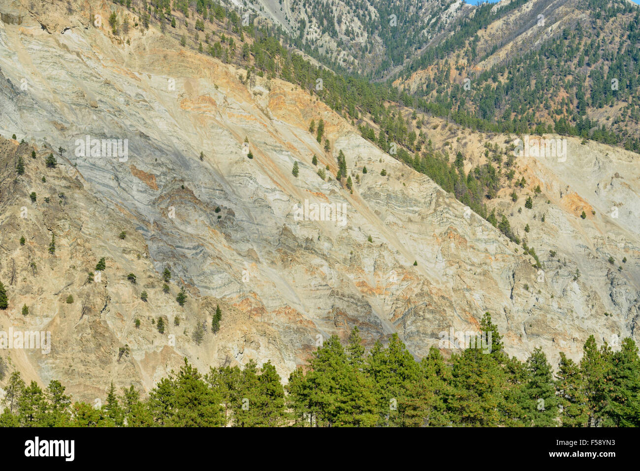Pino ponderosa in Thompson River Valley, Highway 1 Quesnel alla speranza, British Columbia, Canada Foto Stock